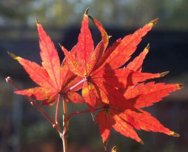 Acer palmatum 'Dixie Delight' - mapleridgenursery